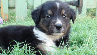 Laffy Taffy lounging